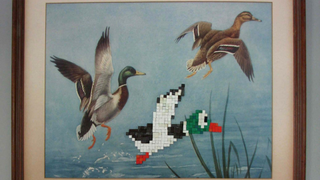 Ducks, Limited